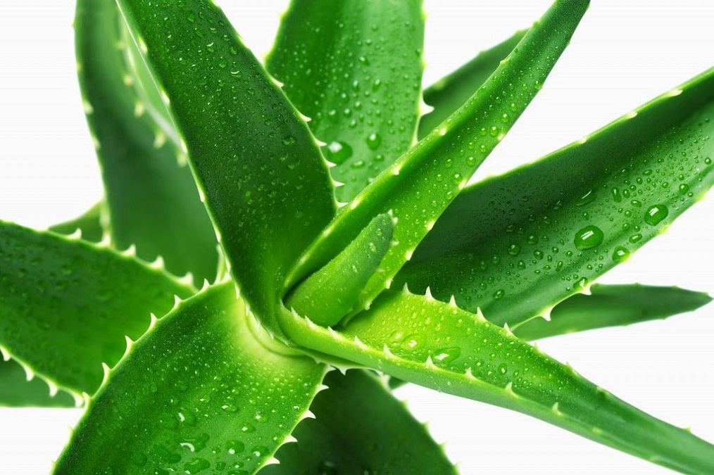 Want To Know About How Long Does Aloe Vera Juice Last Hair